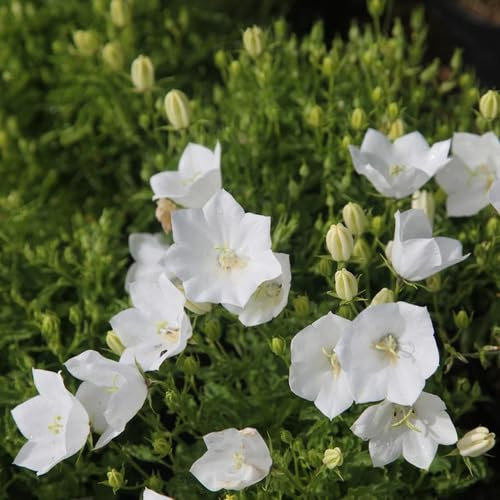 100pcs Campanula Flower Seeds White 100pcs