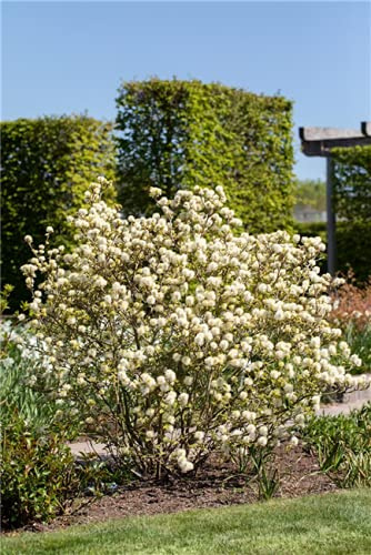 Federbuschstrauch Fothergilla major 30-40 cm Zierstrauch winterhart | Duftende weiße Blüten, leuchtende Herbstfärbung, sonnig bis halbschattig, ideal für Beet und Ziergarten