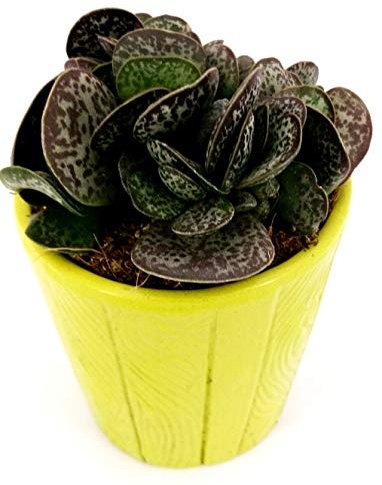 POWERS TO FLOWERS - CACTUS ADROMISCUS IN VASO CERAMICA VERDE PISTACCHIO, pianta vera