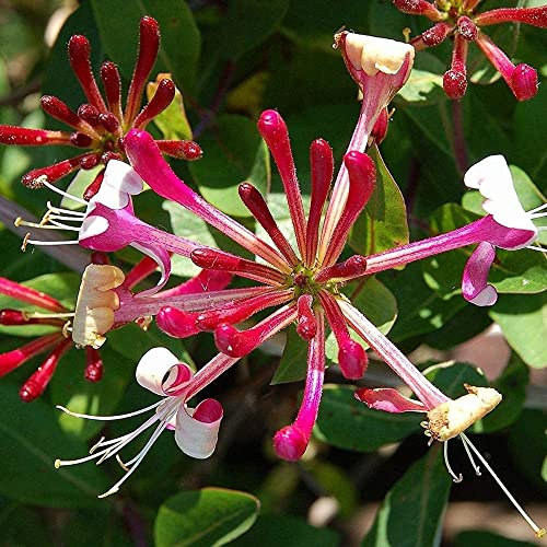Caprifoglio giapponese Lonicera Japonica Red World - Pianta rampicante da giardino, 9 cm