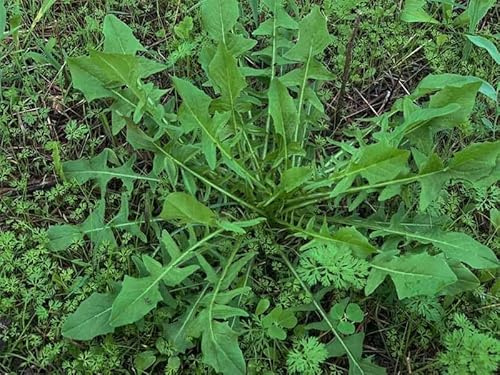 CICORIA SELVATIVA DA CAMPO -SEMI-