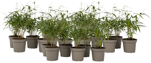 Plant in a Box - Fargesia scabrida 'Asiatisches Wunder' - 18er Set - Rote Bambus - Topf 13cm - Immergrün - Winterhart - Höhe 25-40cm
