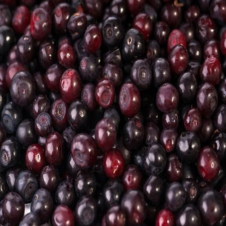 100 graines de fruits de myrtille