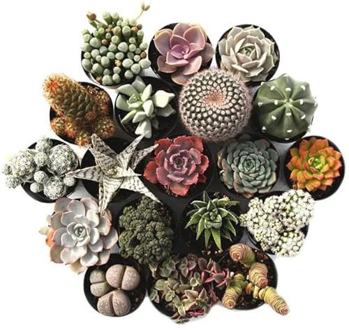 Cactus y Suculentas | DECOALIVE | Pack de 5 Plantas Diferentes | Plantas Crasas Naturales