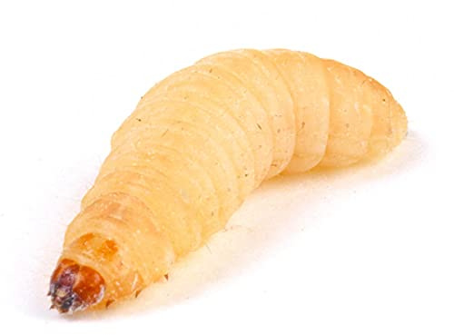 Essex Reptile Livefood - Waxworm (15-25mm) - Eco Pack of 30 - Feeder Insects for Reptiles and Birds - Biodegradeable Packaging - Letterboxable