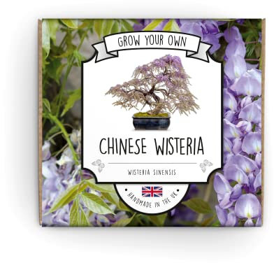 Grow Your Own Bonsai Kit | Wisteria Bonsai Tree | Suitable for Kids, Beginners Or Green Fingered Bonified Bonsai Experts | Guaranteed to Grow Or We Send New Seeds | Hand Made in The UK