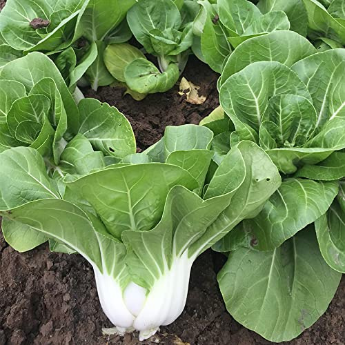 500 USDA Certified Organic Dwarf Pak Choi, Bok Choy Seeds (White stem), Non GMO, Produce of USA