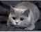 PANYI Diamond Painting Kits, DIY Set Erwachsene Diamond Painting Katze, 5D Diamant Painting Embroidery Kit, Dekoration Wohnzimmer Schlafzimmer Mosaikherstellung