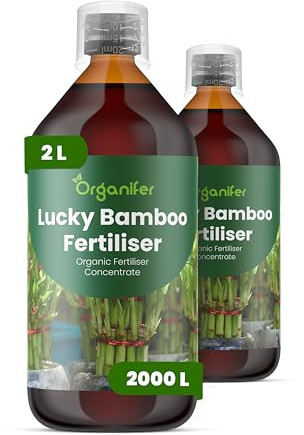 Engrais liquide organique 2x1L pour Bambou chanceux – racines fortes et plantes saines – Organifer