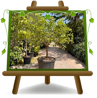 EURO PLANTS VIVAI Plante de citron 4 saisons âge 15 ans | Plante vigoureuse, rustique, résistante jusqu'à -5 °C - Pot 75 ~ 80 cm Hauteur 230 ~ 250 cm