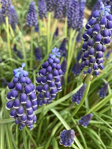 50 x Muscari neglectum Bulbs (Grape Hyacinth) Free UK Postage