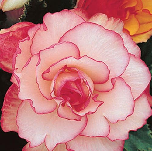 Pink & White Picotee & Double Pink Mix Begonia, Beautiful Pink & White Flowering Bulb, Plant, Flower, Seeds,Bulbs,Plants,&More