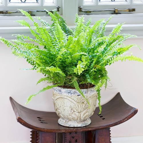 YouGarden Boston Fern Houseplant, Nephrolepis exaltata 'Green Moment', Established Plant in a 12cm Pot, Ready to Display