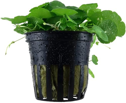 Aqua Essentials Hydrocotyle verticillata (Whorled umbrella aquarium plant)