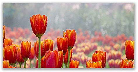 Tulup Acrylic Glass Print 140x70cm Wall Art - Wall Picture Plastic Acrylic Glass - Tulips Floral