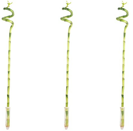 3er-Set Glücksbambus spiralförmig - Höhe ca. 50 cm, Topf-Ø 5 cm - Dracaena Sanderiana