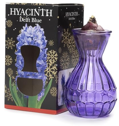 Jamieson Brothers® Hyacinth Bulb in Stunning Blue Vase (1 Bulb) – Beautifully Packaged in a Gift Box – Perfect Holiday Present for Loved Ones, Parents, or Friends