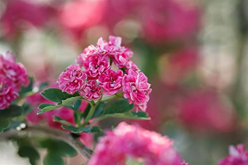 Crataegus laevigata 'Paul's Scarlet' 60-100 cm - Rotdorn, leuchtend rote Blüten, Blütezeit Mai-Juni, ideal als Hecke, bienenfreundlich, winterhart