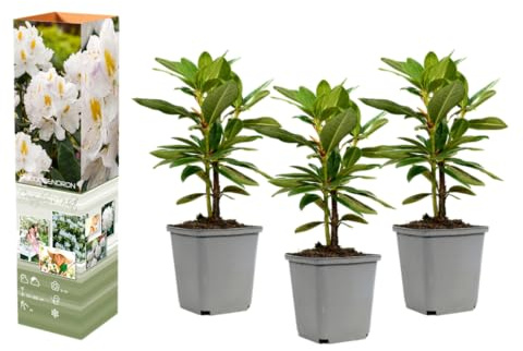 Rhododendron Mischung winterharte Rhododendren 20–38 cm im 9 cm Topf immergrüne Blütensträucher für Garten und Schattenbeet (3, 'Cunningham's White' - Weiß)