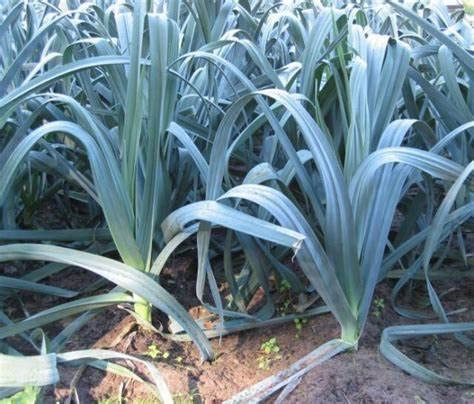 250 Giant Musselburgh Leek seeds for planting Heirloom onion. Non GMO 0.8 grams Garden Vegetable bulk Survival