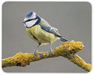 Oiseau Mésange Bleue Regarder Tapis de Souris Pad - Faune Mignon Divertissement Ordinateur # 16226 Cadeau