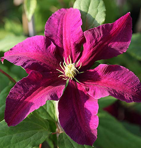 Waldrebe Niobe 40-60cm - Clematis - lebende Gartenpflanze aus den Baumschulen