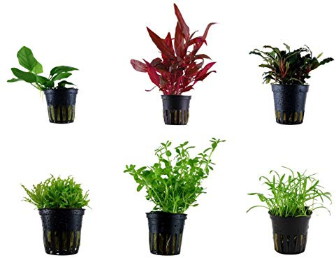 Tropica Vordergrund Set mit 6 Topf Pflanzen Aquariumpflanzenset Nr.20 Wasserpflanzen Aquarium Aquariumpflanzen