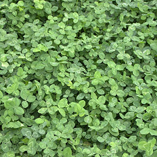 Weißklee Trifolium repens 10 kg Kriechklee Saatgut Grünland Ausdauernd