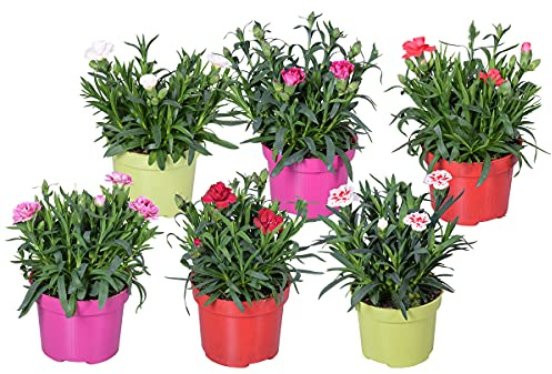 Bloomique - Lot de 6 - Dianthus - Œillet - Mélange de couleurs - Plantes de jardin - 15-20 cm de haut - Pot 10,5 cm