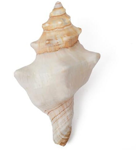 SKOOLOVE Conchas Marinas Naturales Grandes 15 a 20 cm, decoración de Bodas, Fiestas temáticas de Playa, decoración del hogar, Manualidades, peceras y coleccionistas de Conchas (C-1 Unidad)