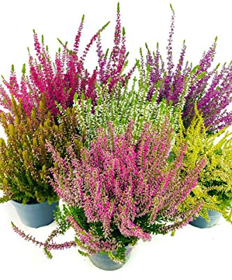 6er Callunen Set Mosaic, Besenheide, Winterheide, Calluna Vulgaris, Beauty Ladys