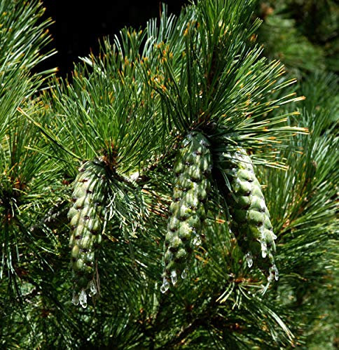 Mazedonischer Kiefer 40-50cm - Pinus peuce - lebende Gartenpflanze aus den Baumschulen