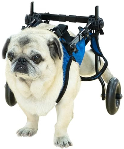 Pet Wheelchair Disabled Hind Legs Walking-Dog Leg Brace and Hip Support，Dog Wheelchair for Back Legs，Adjustable Pet Cart，Assist a paralyzed pet get Back on its feet，Support Leg Brace and Hip (Medium)