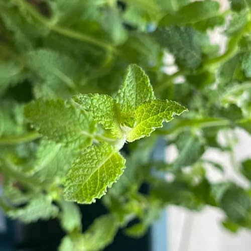 25 piezas semillas de menta perenne resistente - semillas decoración de menta, resistentes al exterior