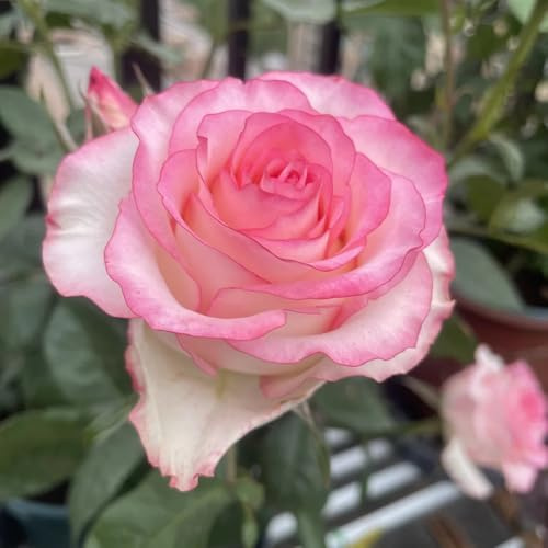 rosen winterhart - kletterrosen balkon deko 900samen