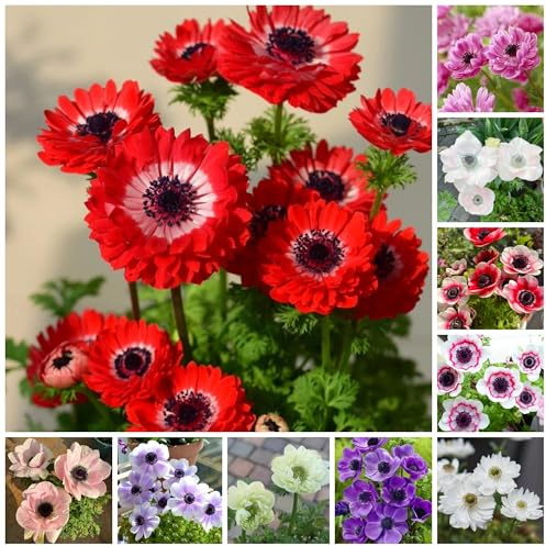 semi di anemone, Decorazione da giardino per esterno, balcone to perenne, autunnale di balcone, aiuola rare, decorazione 30pcs
