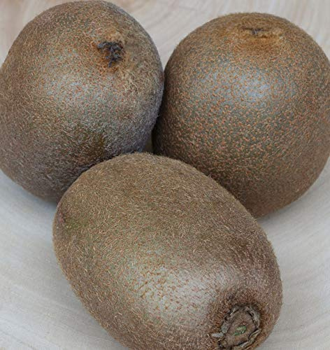 weibliche Kiwi Hayward 40-60cm - Actinidia chinensis - lebende Gartenpflanze aus den Baumschulen