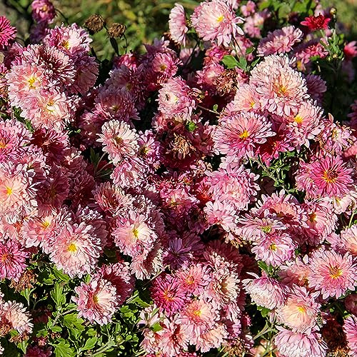 semi di crisantemo - giardino pascolo decorative balcone resistenti tappezzanti 300pcs