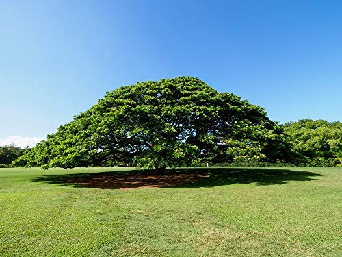 GEOPONICS RWS Rain Tree Samanea Saman 5 Samen – Bonsai