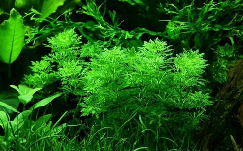 AquaOne Aquarium Pflanze Limnophila sessiliflora Mittelgrund Wasserpflanze | Rosette, voll durchwurzelt, einfach, Aquascaping, Dekoration