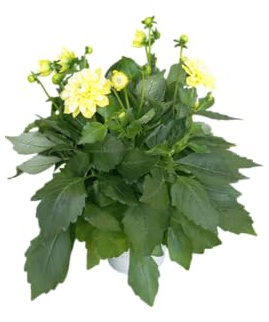 Dalia de Jardín Natural Planta Ornamental con Floración Abundante