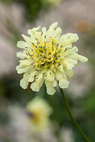 Scabiosa ochroleuca 9x9 cm Topf – Winterhart, Mehrjährig, Pflegeleicht – Gelbe Skabiose – Staude für Beet & Rabatte