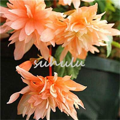 100 unids/Lotto Importato Begonia 'Picotee Misti' Semi Semina Il Trasporto Four Seasons Begonia Bonsai Giardino Domestico Libero