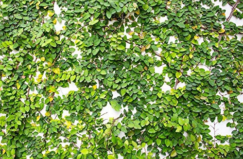 Graines de Ficus Pumila de Scoutseed Ficus Pumila Figuier rampant Figuier grimpant Couvre tout