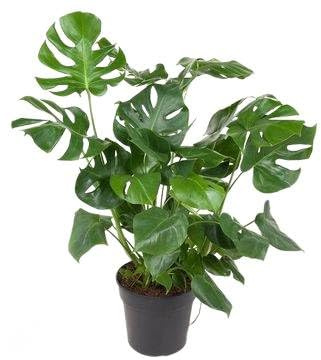 Fresh Plants Zimmerpflanzen -Monstera Deliciosa - Topf Ø 30 cm - Höhe ca. 90 cm
