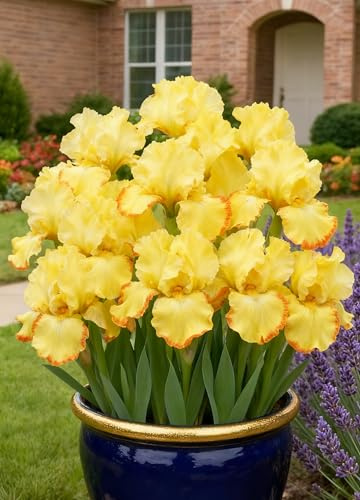 Bulbi di Iris Misti – Confezione di Bulbi di Iris da Piantare in Giardino e Vaso-4Bulbi-X