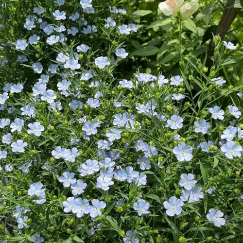 semi di di lino da appartamento-lungo periodo di per un da giardino-decorative resistenti in vaso 300pcs