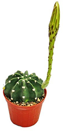Exotenherz - Echinopsis subdenundata - planta pequeña en maceta de 5,5 cm