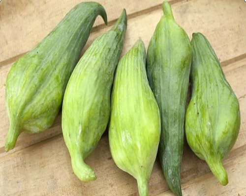50 graines de légumes Cyclanthera