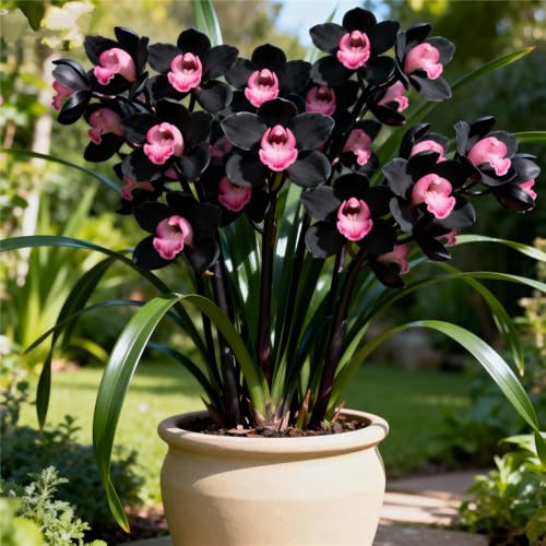 Cymbidium-orkidé rhizom, enkel skötsel, kolibri-orkidéer, perfekt interiör, vinterhård, terrass eller balkong, hög kvalitet (Cymbidiumlökar) – 5Rhizome-E